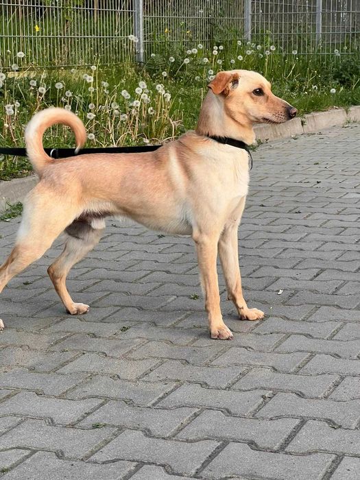 Cudowny Velvet szuka miłego domku