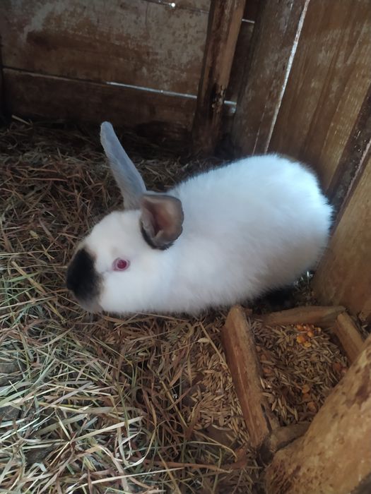 Продаж  кролів  Каліфорнія  самці та самки