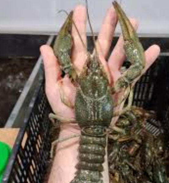 Продам живі раки