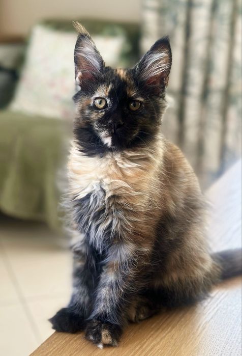 Czarna szylkretka Maine Coon