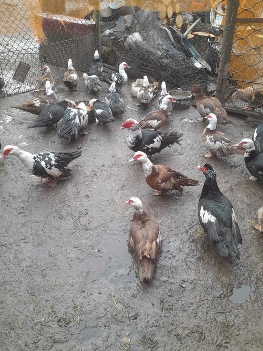 Продам  індокачки шипуни ,