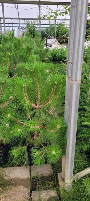 Sosna żółta 100-500 cm  Pinus Nigra austriacka czarna