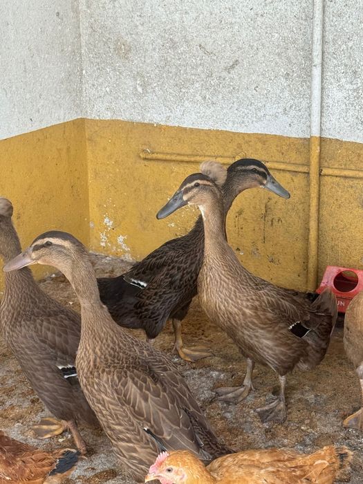 Patos cruzados evora