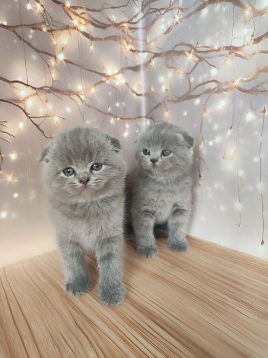 Шотландські кошенята