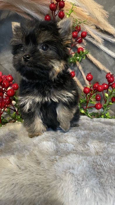 Йорочка-міні дівчинка