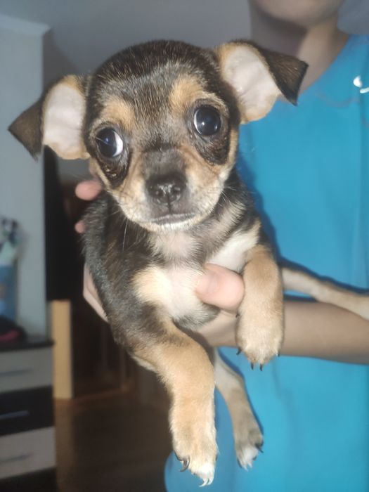 Щенки щенок собака той-терьер тойтерьер