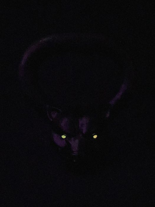 Гиря 8 кг с дизайнерской головой Пантеры / Светящиеся глаза