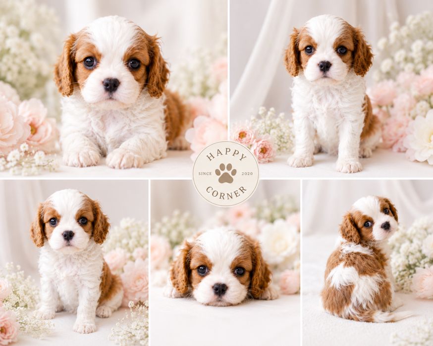 CAVALIER KING CHARLES Spaniel Cudny Rodowód Chip Umowa Gotowy do zmiany domu