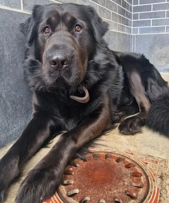 Pies Max w typie nowofundlanda do adopcji!
