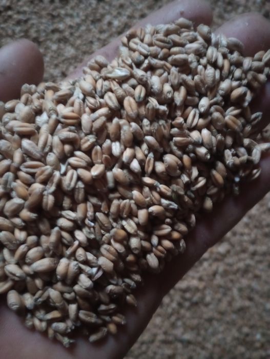 Pszenica jara rok po centrali