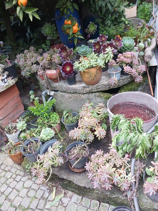 Plantas/Flores muita variedade