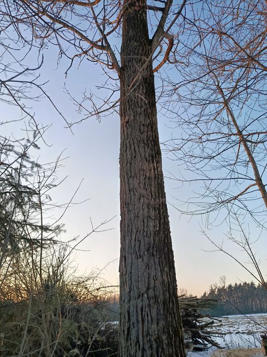 Sprzedam Topole tartaczne lub na opał.