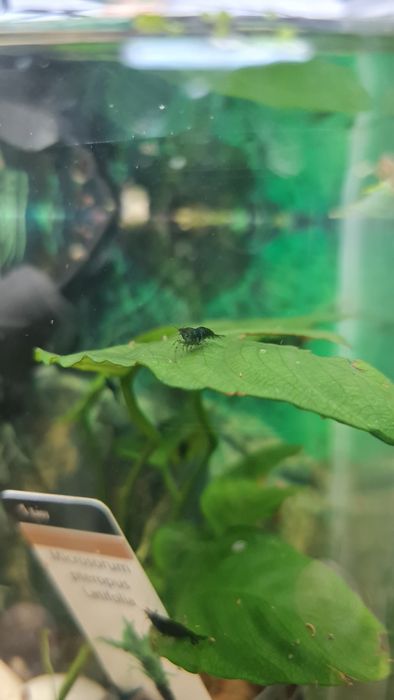 Caracóis de Água Doce