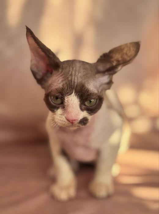 Devon rex kotka czekoladowa