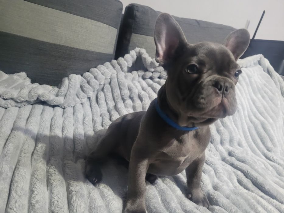 Buldog francuski Blue