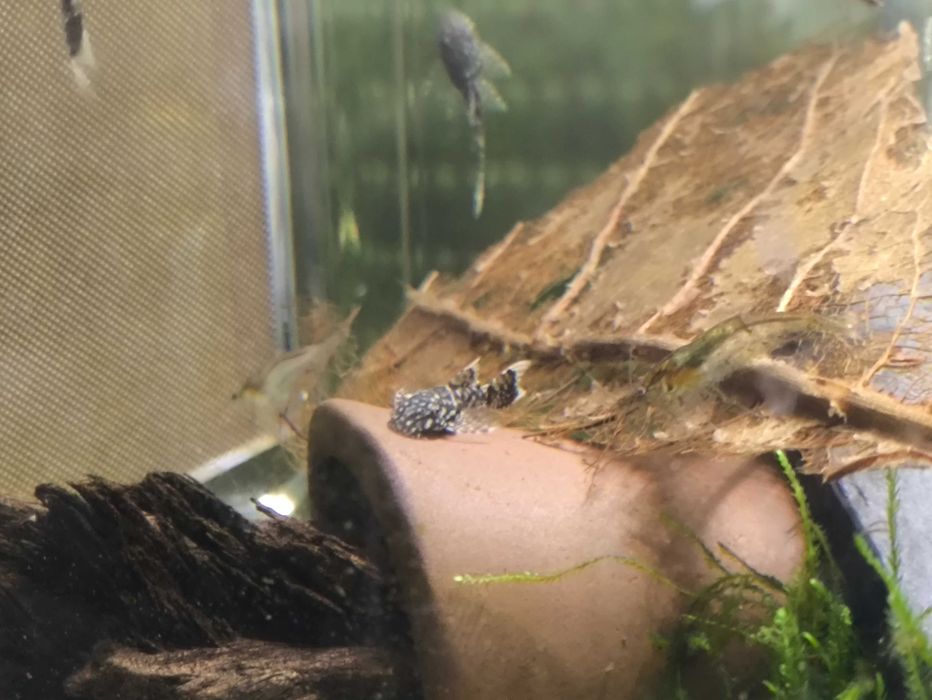 Ancistrus SP Long Fin 3cm