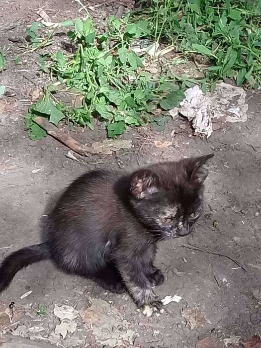 Отдам котенка черепахового окраса, девочка, 1.5  месяца