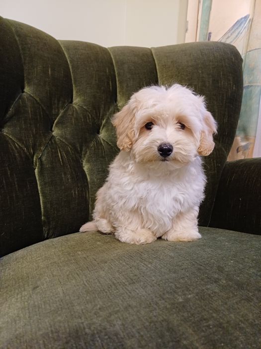 Maltipoo piesek gotowy  do zmiany domku