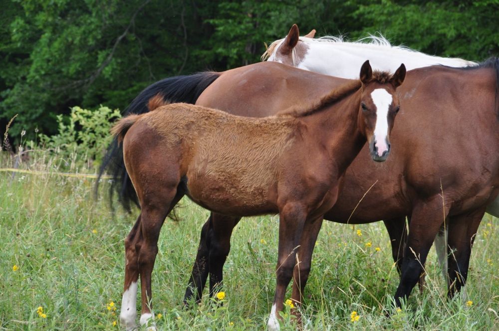 Ogierek Aqh quarter horse Aqh aph