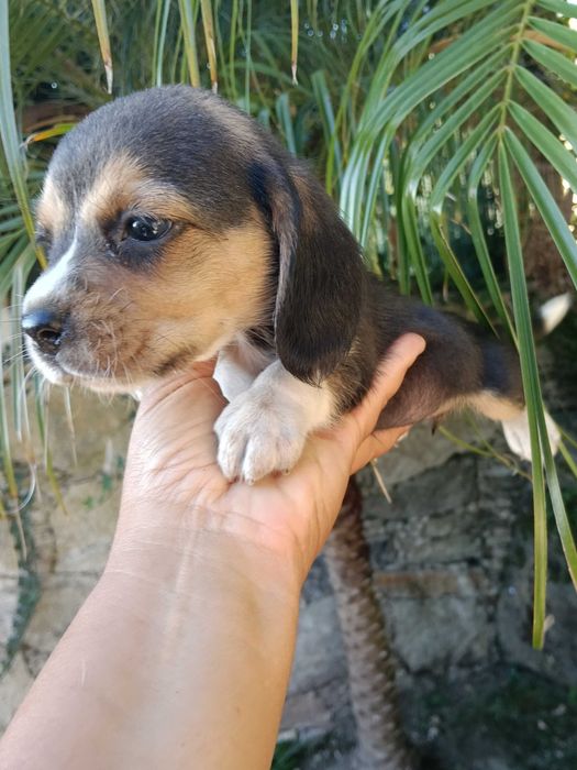 Beagle fêmea maravilhosa