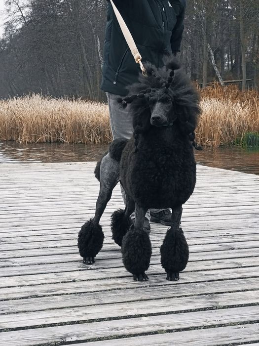 Pudel królewski / Pudel duży szczenięta FCI ZKWP