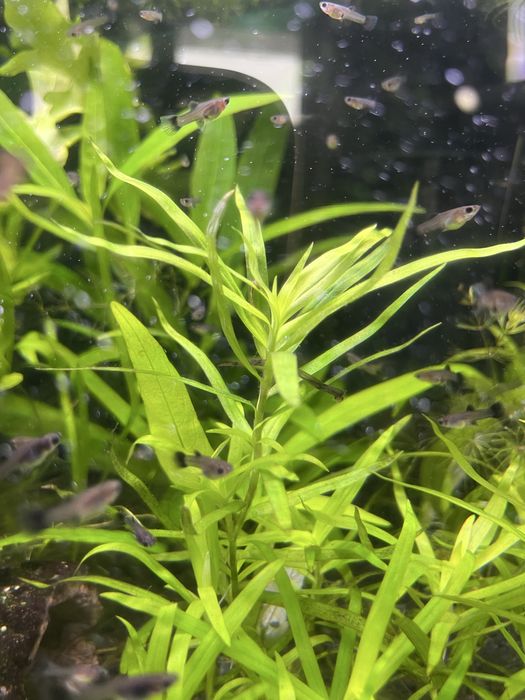 heterantera paskowana