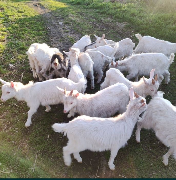 Молоді козлики та козочки.