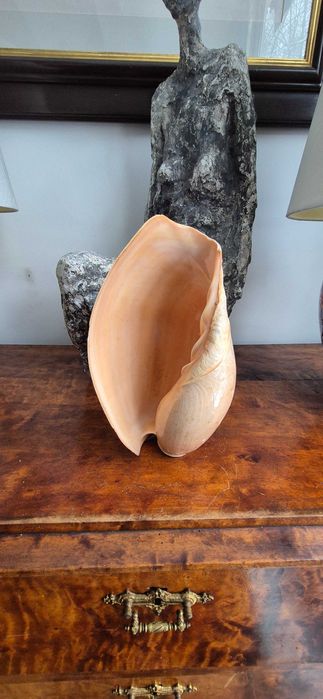 duża muszla morska Cymbium "słoniowa trąba" okazja tanio