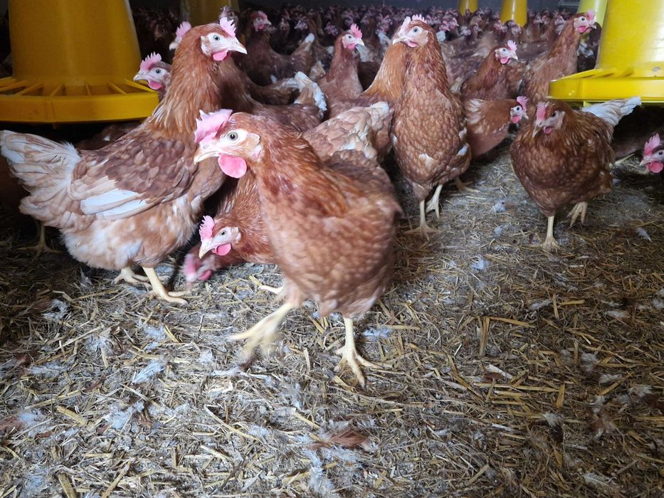 Kurki kokoszki odchowane nioski Tetra brązowa na jajko dowóz Gratis