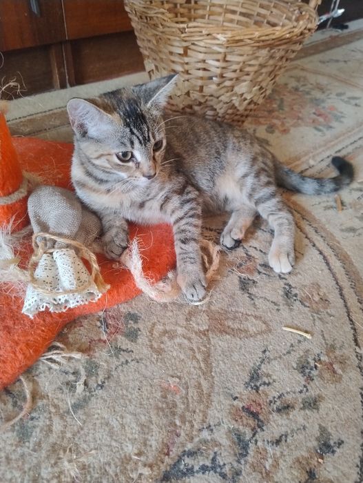 Кошки и котята девочки