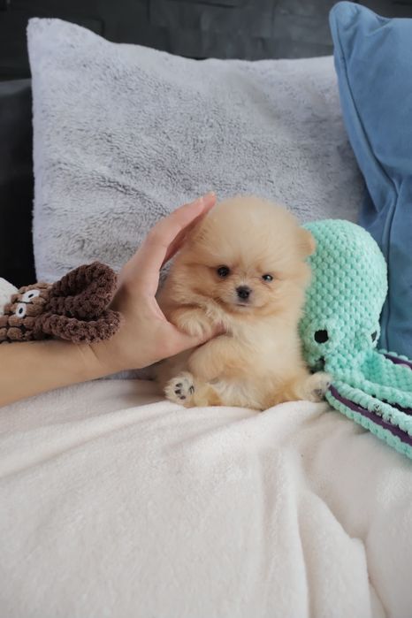 Lulu da Pomerânia.  500 gramas Super Mini.Ursinha Russa. Spitz anão. LOP e Afixo.