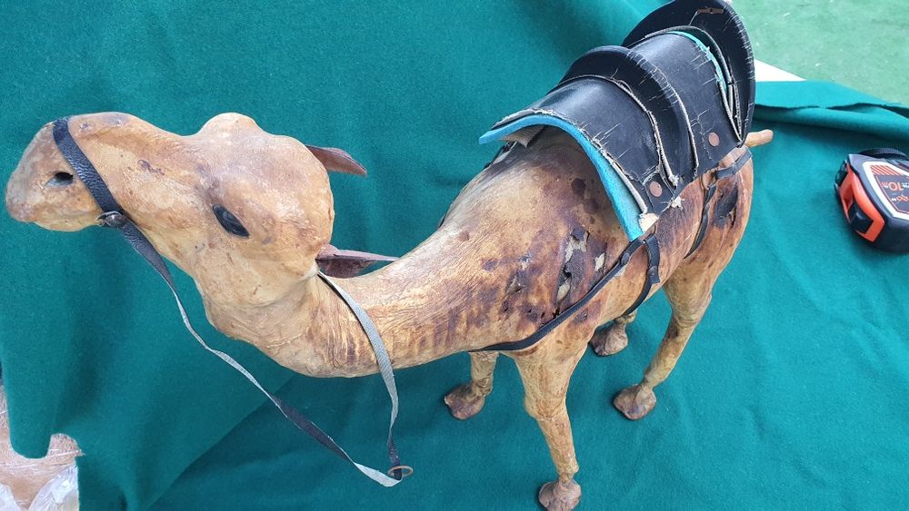 Верблюд   кожа большой