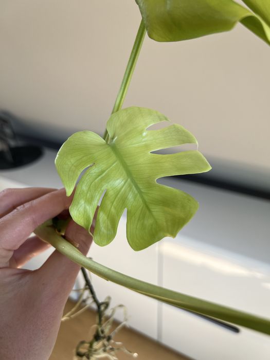 Monstera Lemon Lime