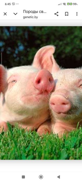 Свиньи живым весом выпоинные на сыровотка без добавок