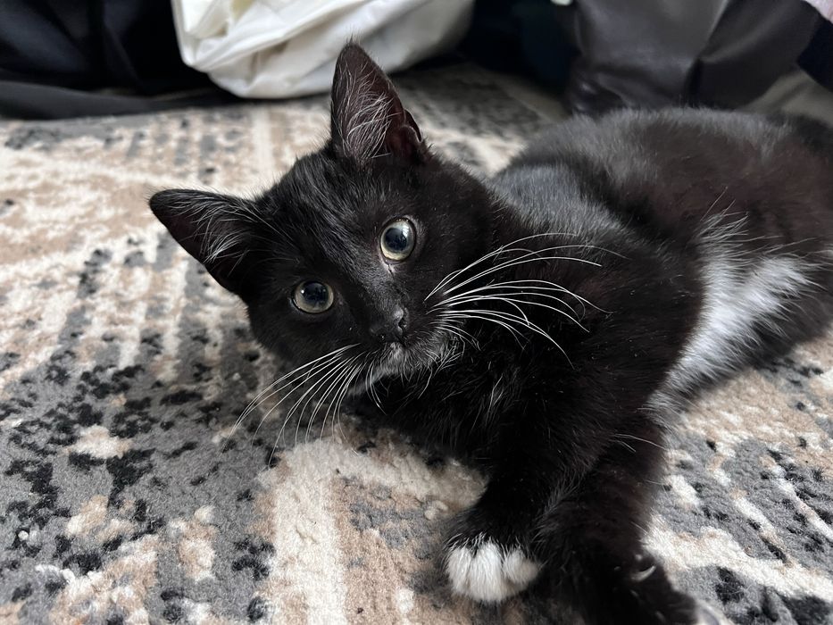 Oddam kociaki w dobre ręce