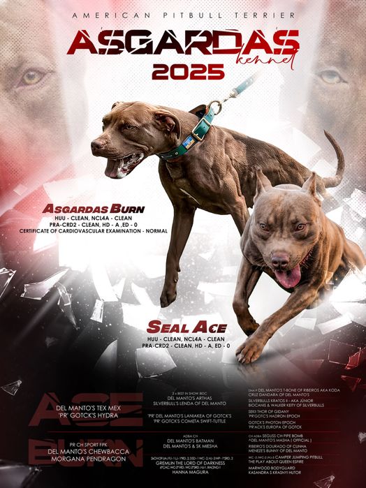 Цуценята американського пітбультер'єра ,АПБТ , Питбуль