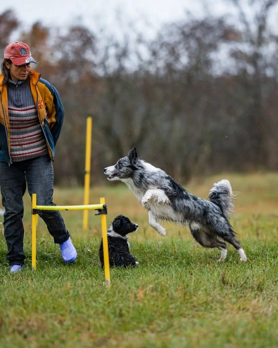 Кобель  бордер колли