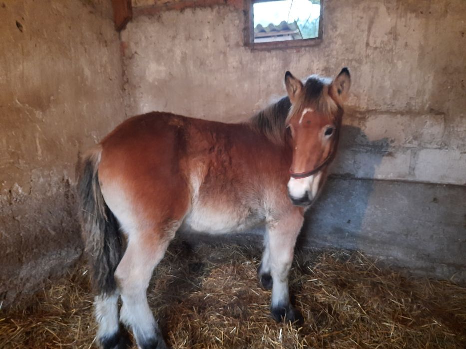 Sprzedam dwóch ogierków