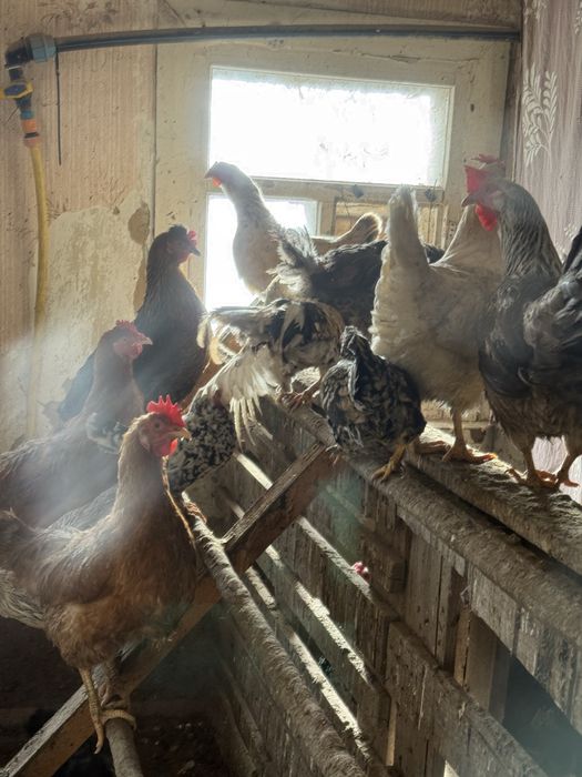 Інкубаційне яйце мішаних домашніх курей