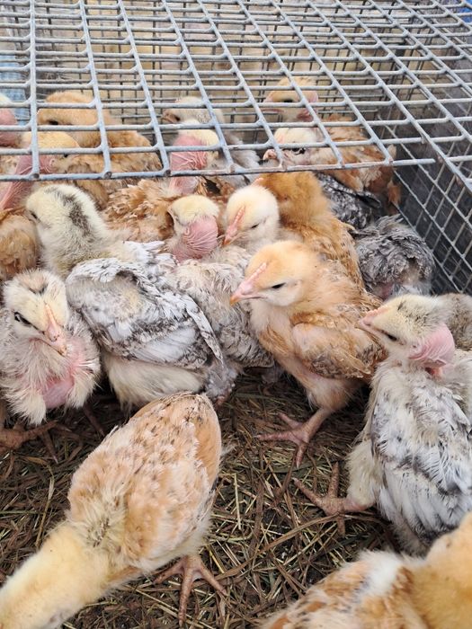Підрощені курчата Миколаївська обл