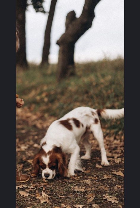 Вязка кавалер кинг Чарльз спаниель