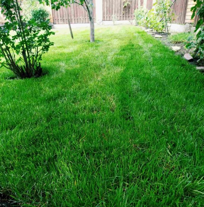 Рулонный и посевной газон,приемлемые цены