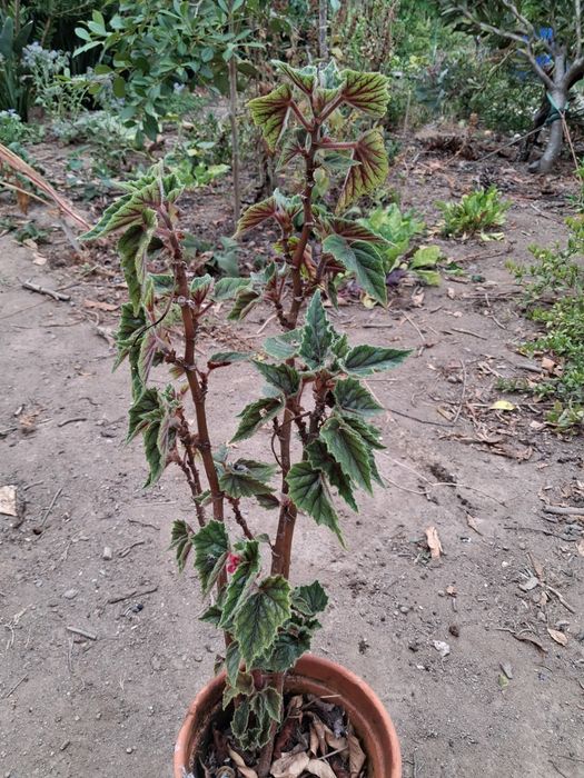 Begónia (Begonia sutherlandii)