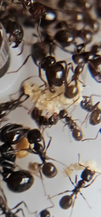 Formigueiro Didático MIRMEX – Kit Completo Médio Amarelo