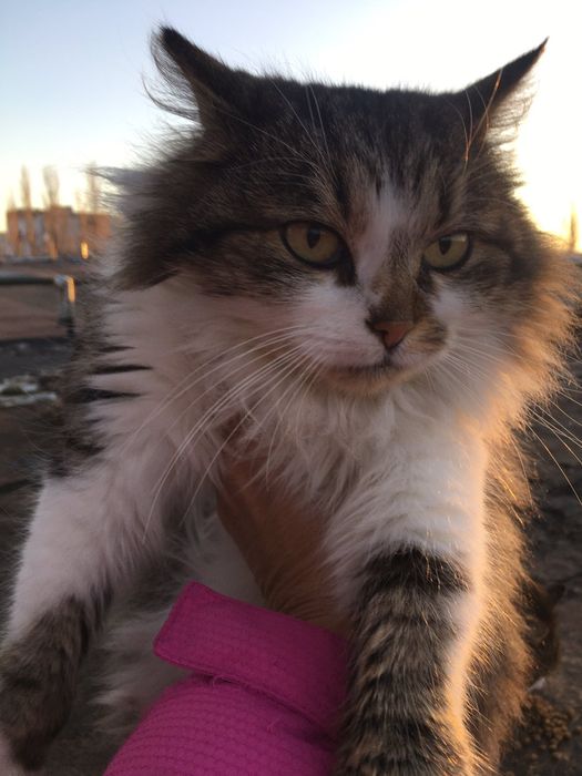 Стерилизована, спасите