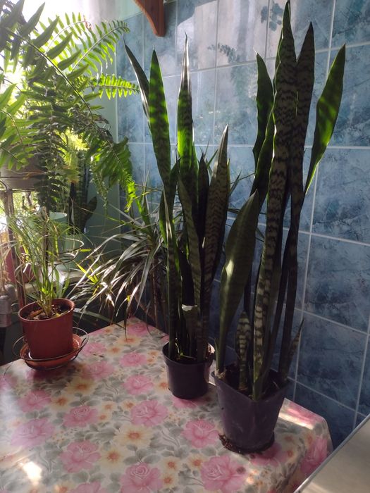 Sanseweria wysoka (rezerwacja).