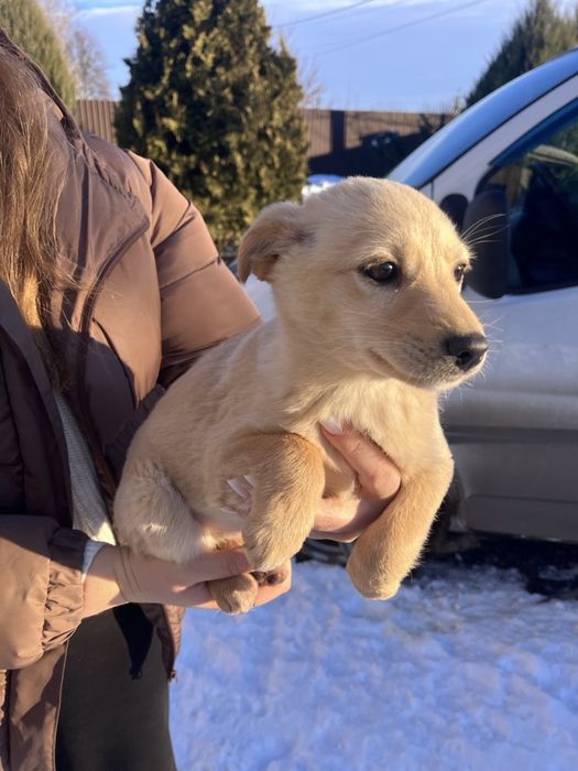 Цуцик, собачка, собака, щенок