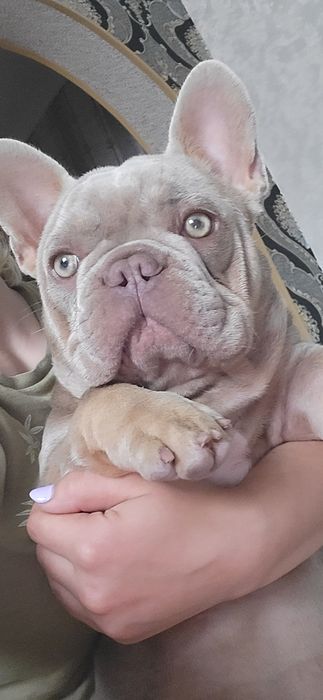 Фр бульдог для вязок