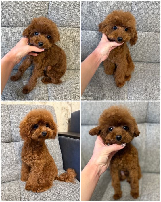 Прекрасні хлопчики той пудель редбраун підрощені