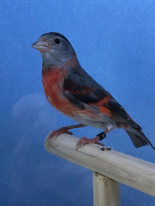 Cardenalitos campeões